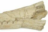 Impressive Fossil Dyrosaurus Rostrum - Morocco #227167-9